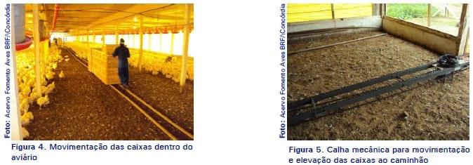 Manejo pré-abate em frangos de corte - Image 5