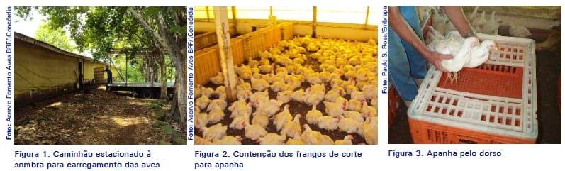 Manejo pré-abate em frangos de corte - Image 1