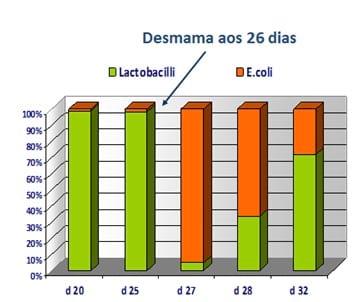 Em busca da integridade intestinal de leitões desmamados - Image 2