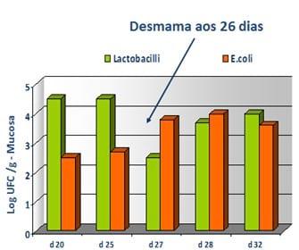 Em busca da integridade intestinal de leitões desmamados - Image 1