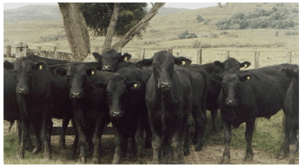 A rastreabilidade dos produtos agropecuários do Brasil destinados à exportação - Image 6