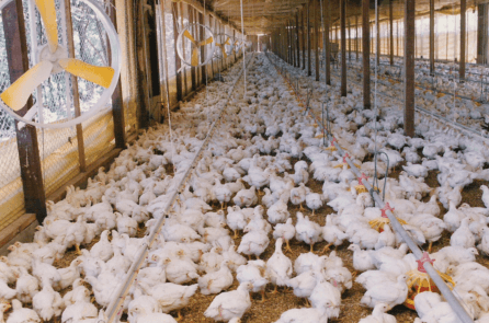 Boas Práticas de Produção de Frangos de Corte - Image 1
