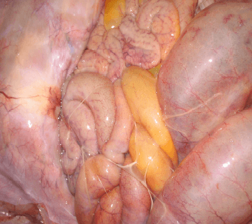 A Pasteurella Multocida Tipo A Atuaria Como Agente Primário nos Processos Pneumônicos dos Suínos? - Image 13