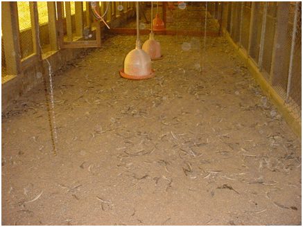 Uso da Cama de Frango na Produção de Biogás . - Image 1