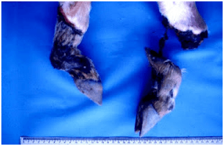Micotoxicoses em animais herbívoros - Image 4