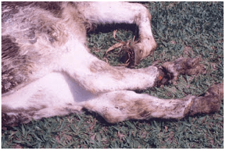 Micotoxicoses em animais herbívoros - Image 5