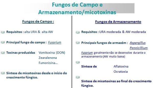 Em busca da qualidade do milho armazenado. - Image 1