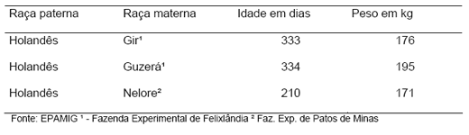 Produção de leite e bezerro comercial com vacas F1 holandês-zebu - Image 2