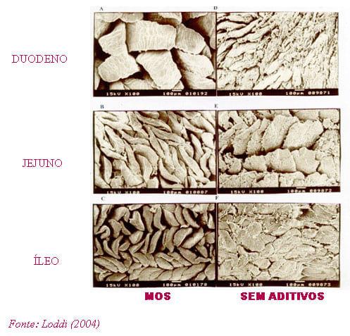 Uso de carboidratos específicos como novos aditivos na alimentação animal - Image 1