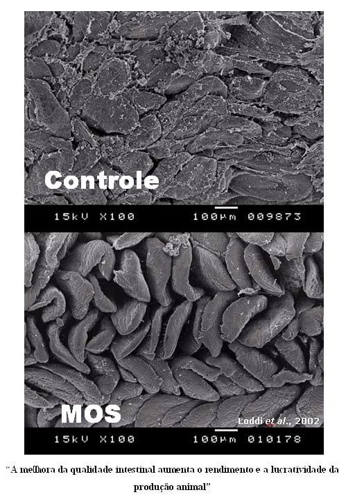Uso de carboidratos específicos como novos aditivos na alimentação animal - Image 2