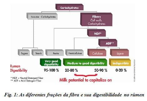 Ação da Levedura Viva no Rúmen: Digestibilidade da Fibra e Valor Dietético - Image 2