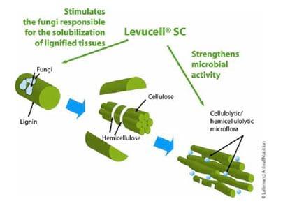 Ação da Levedura Viva no Rúmen: Digestibilidade da Fibra e Valor Dietético - Image 3