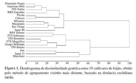 Composição de aminoácidos de cultivares de feijão e aplicações para o melhoramento genético - Image 3
