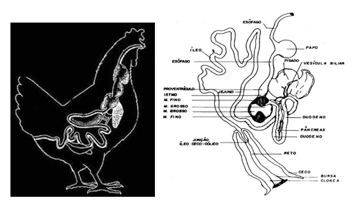 Morfofisiologia do Trato Intestinal - Image 1