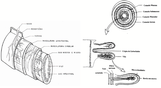 Morfofisiologia do Trato Intestinal - Image 3