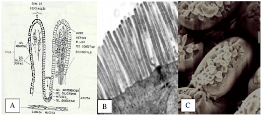 Morfofisiologia do Trato Intestinal - Image 4