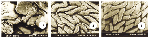 Morfofisiologia do Trato Intestinal - Image 5