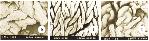 Morfofisiologia do Trato Intestinal - Image 6
