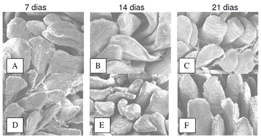 Morfofisiologia do Trato Intestinal - Image 7