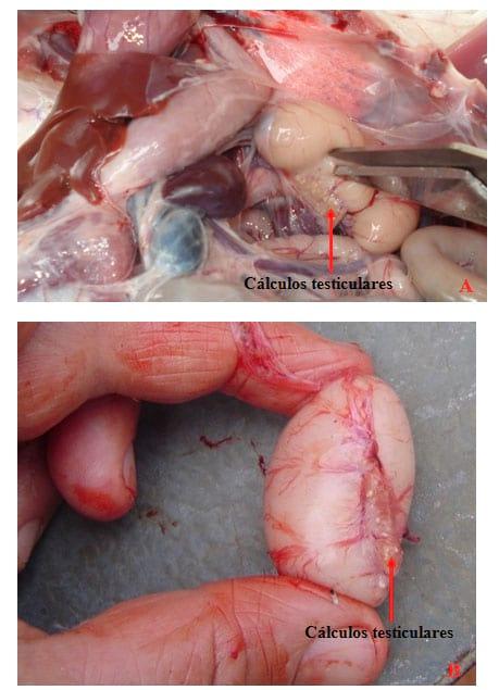 Qual é o papel da bronquite infecciosa e do pneumovírus aviário em problemas de fertilidade em machos? - Image 1