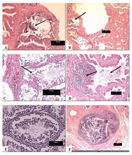 Qual é o papel da bronquite infecciosa e do pneumovírus aviário em problemas de fertilidade em machos? - Image 2