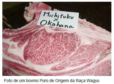 Bovinos da Raça Wagyu – Uma raça ainda desconhecida no Brasil - Características Raciais - Image 1