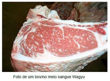 Bovinos da Raça Wagyu – Uma raça ainda desconhecida no Brasil - Características Raciais - Image 2