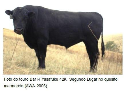 Bovinos da Raça Wagyu – Uma raça ainda desconhecida no Brasil - Características Raciais - Image 3
