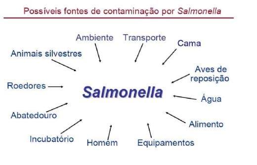 Por que os programas de controle para salmonela em aves falham? - Image 1