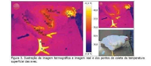 Ambiência avícola: construindo soluções com novas tecnologias - Image 4