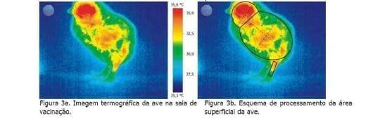 Ambiência avícola: construindo soluções com novas tecnologias - Image 3
