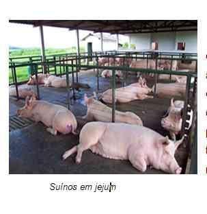 Carne Suína: fatores determinantes de sua qualidade - Image 2