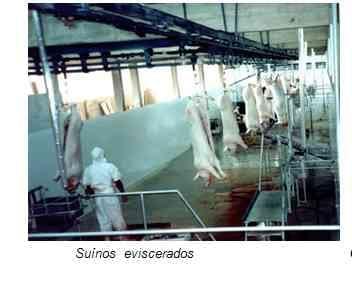 Carne Suína: fatores determinantes de sua qualidade - Image 4