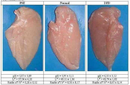 Qualidade e segurança na produção de carne de aves - Image 1