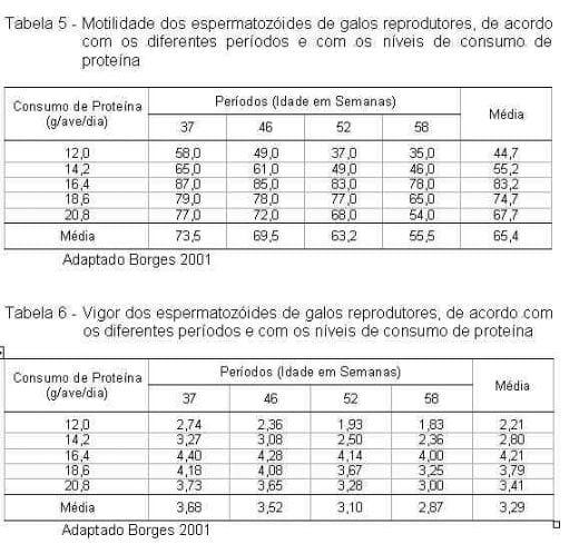 Exigências Nutricionais de Proteína e Energia para Galos Reprodutores de Corte na Fase de Produção - Image 4