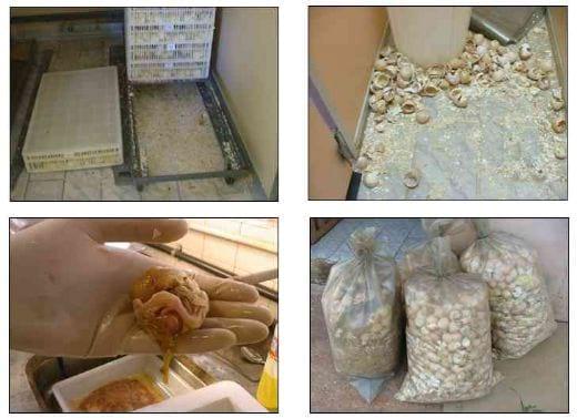 Caracterização Química e Orgânica dos Resíduos de Incubatório e Materiais Carbonáceos para sua Compostagem - Image 1