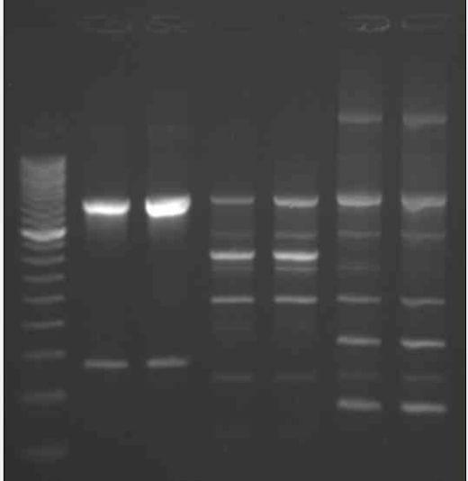 Bacteriófagos líticos no controle biológico de Salmonella Enteritidis na avicultura - Image 2