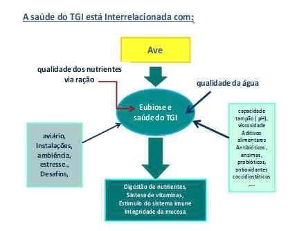 Promotores de Crescimento Alternativos: Ácidos Orgânicos, Óleos Essenciais e Extratos de Ervas - Image 1