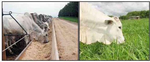 Ácidos Graxos na carne bovina: confinamento VS Pastoreio - Image 1