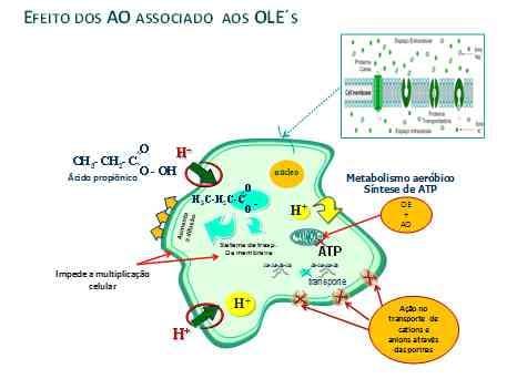 Promotores de Crescimento Alternativos: Ácidos Orgânicos, Óleos Essenciais e Extratos de Ervas - Image 5