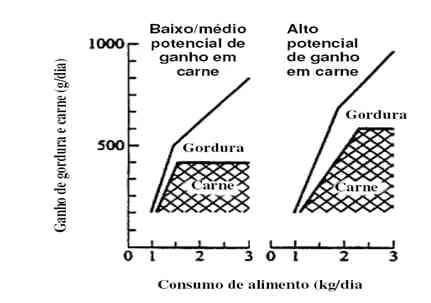 Suínos abatidos tardiamente - Image 4