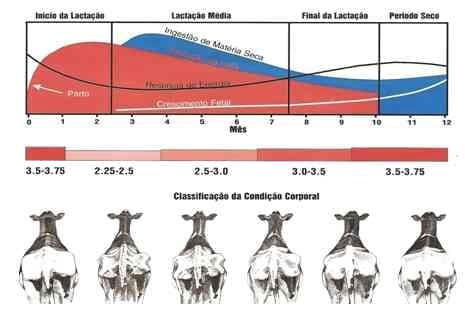 Análise Bromatológica dos Alimentos Consumidos pelo Rebanho Leiteiro do Planalto Norte Catarinense – Região de Canoinhas – SC (1ª parte) - Image 5