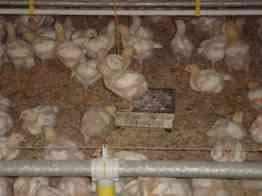 A pesagem automática das aves nos galpões de engorda - Image 3
