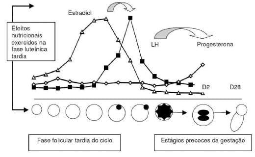 Manejo nutricional da futura reprodutora suína - Image 7