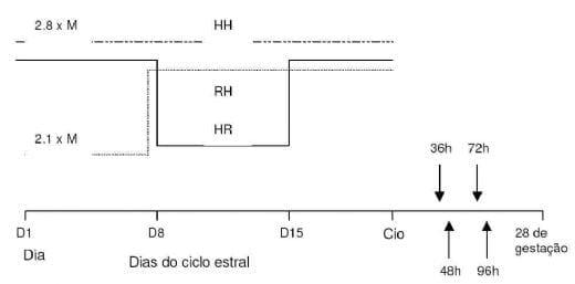 Manejo nutricional da futura reprodutora suína - Image 1