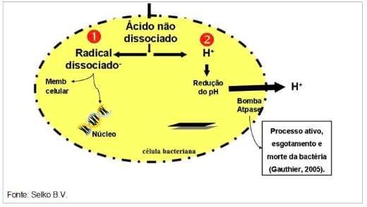 O Uso de Ácidos Orgânicos e Suas Particularidades na Produção Animal - Image 4
