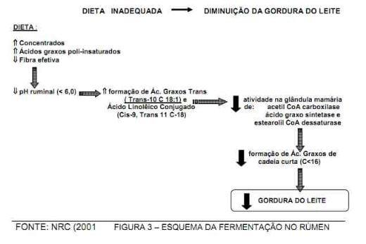 Nutrição da vaca em lactação e a qualidade do leite - Image 7