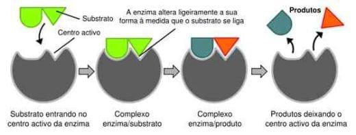 Enzimas exógenas para frango de corte - Image 1