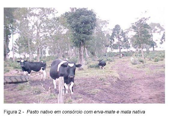 Análise Técnica e Econômica Comparativa de Sistemas de Produção de Leite e Atividades de Batata-Salsa e Maçã Cultivar Eva na Região de Canoinhas (UPR-4) - Image 4