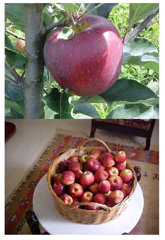 Análise Técnica e Econômica Comparativa de Sistemas de Produção de Leite e Atividades de Batata-Salsa e Maçã Cultivar Eva na Região de Canoinhas (UPR-4) - Image 26